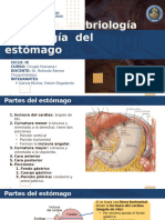 Anatomía embriología fisiología  y patología del estómago