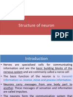 Nervous System- Neuron