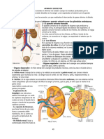 N° 4-Aparato Excretor