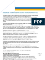 Western Blotting of Phospho-Proteins Protocol