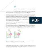 Replicación Del ADN