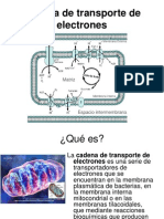 Cadena de Transporte 2