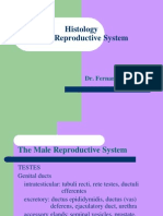 Histology - Male Reproductive System