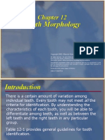 Tooth Morphology