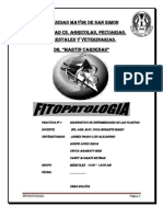 Informe de Fitopatologia