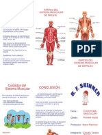 Tripticos Sistema Muscular