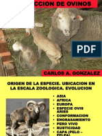 Produccion de Ovinos