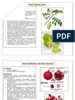 Fruto Carnoso: Baya: La Carambola