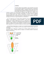 Embriología de La Lengua