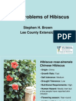 Hibiscus Problems