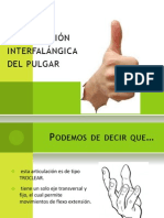 Articulación Interfalángica Del Pulgar