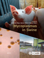 Mycoplasmas in Swine