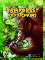 Rain Forest Food Chains