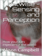 Ratwise - Sensing and Perception (How your rats experience the world)