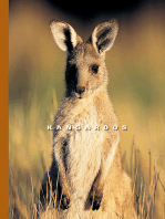 Kangaroos