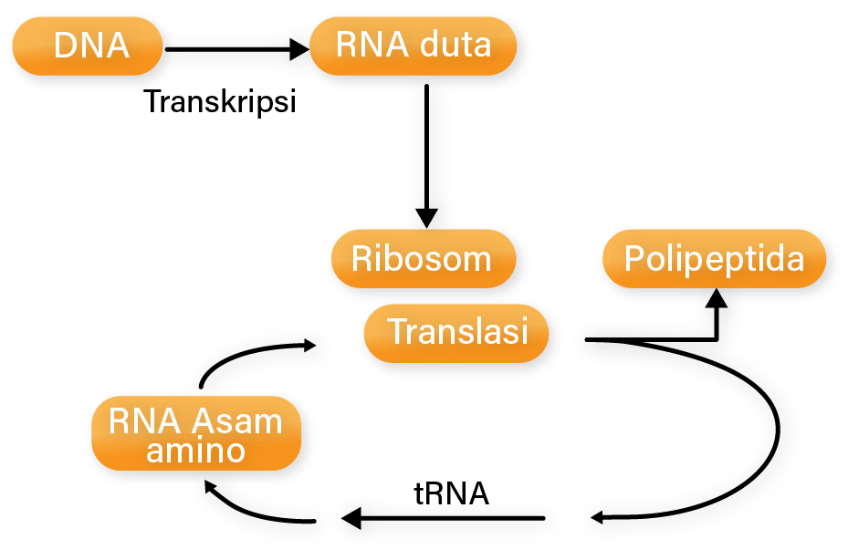 Tahapan Sintesis Protein Biologi Kelas 11