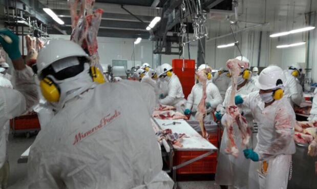 Faena en Minerva Foods, Colombia. Foto: El Heraldo.