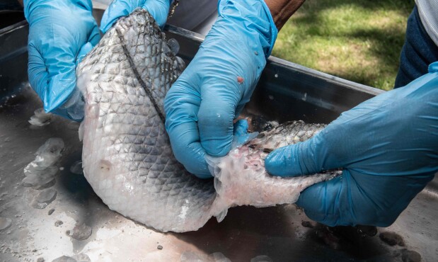 Piel de pescado