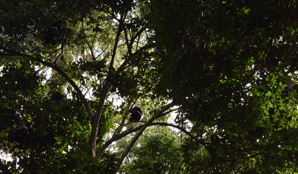 Chimpanzee Tracking