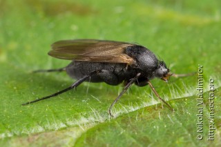 Phoridae