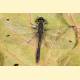 Sympetrum danae