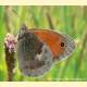 Coenonympha pamphilus