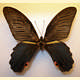 Papilio protenor