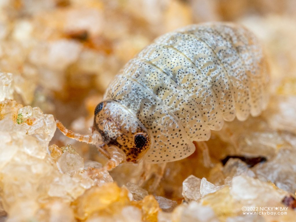 Tylidae - Tylos sp. Singapore