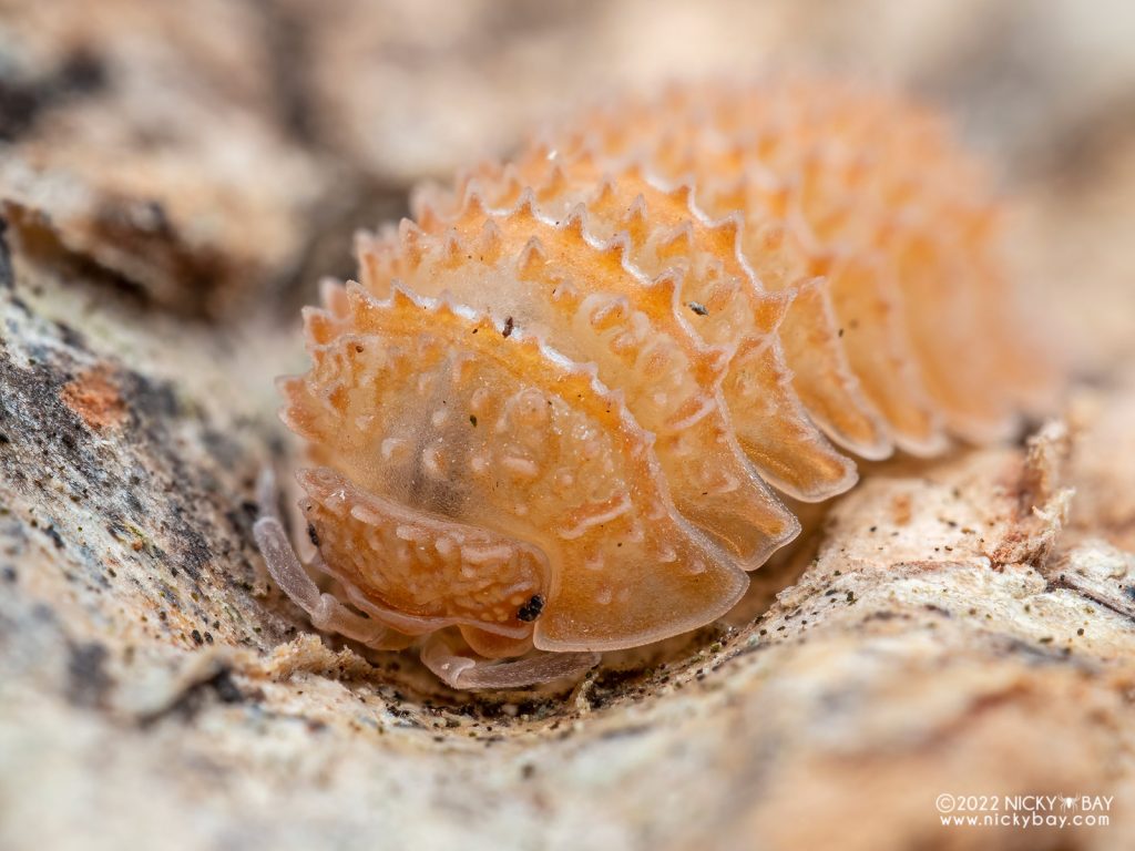 Cristarmadillidium muricatum