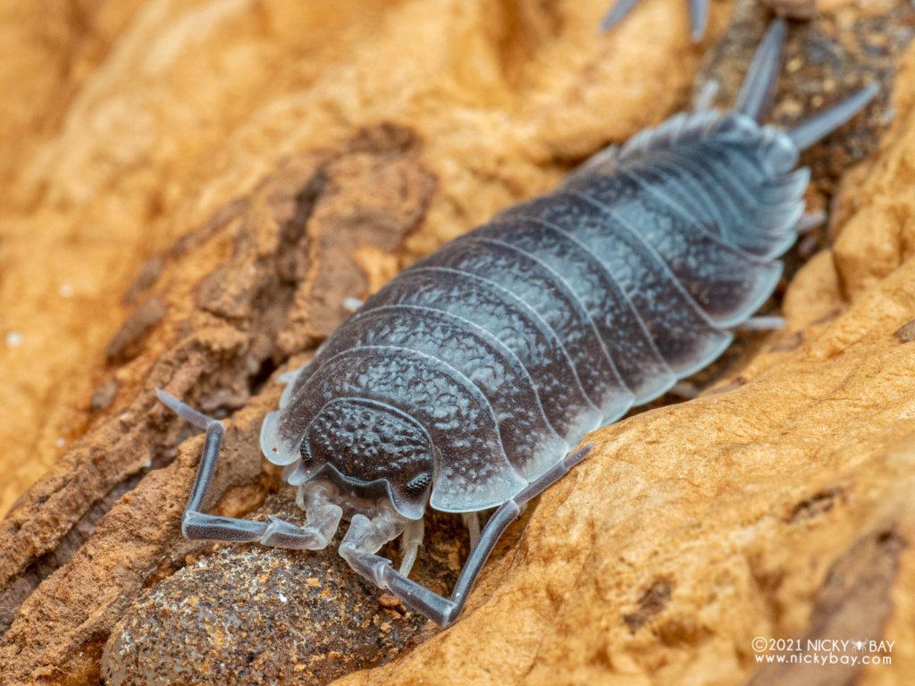 Porcellio hoffmannseggi