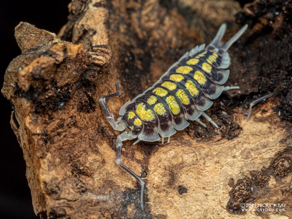 Porcellio haasi