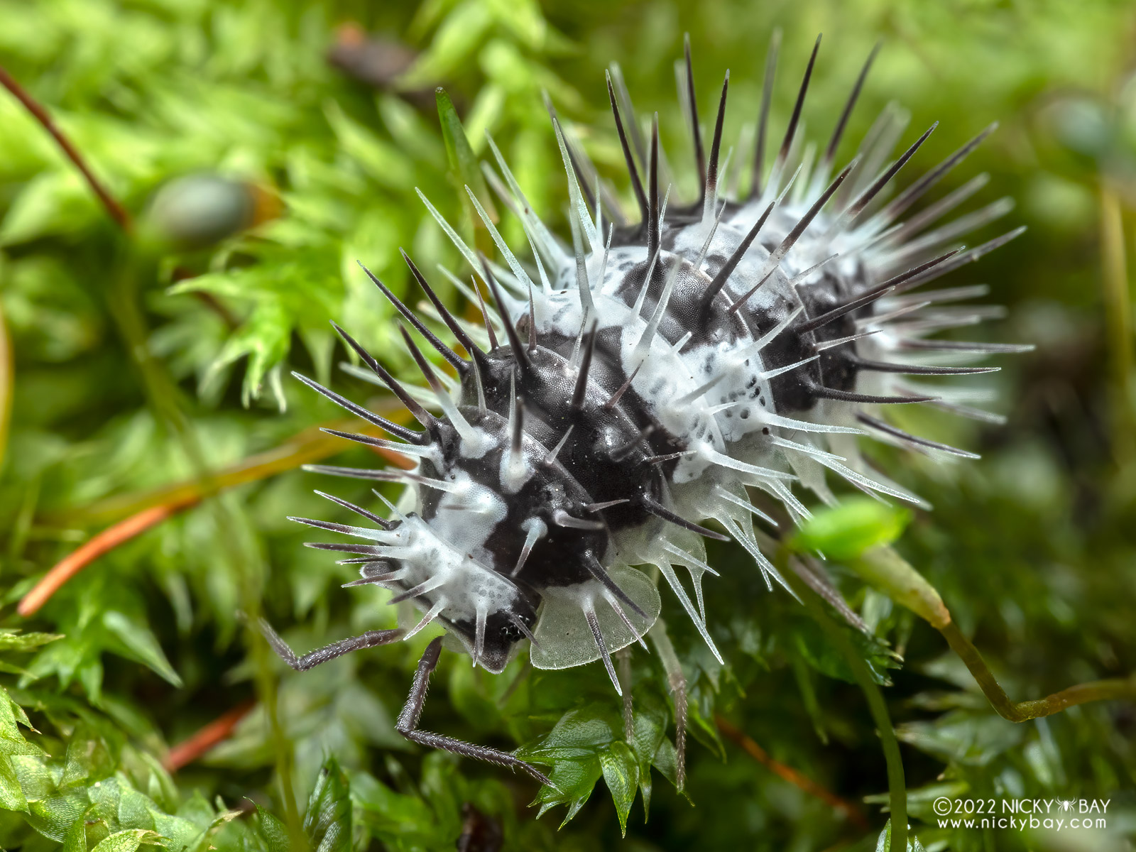 Armadillidae - Laureola sp. White Skull Spiky