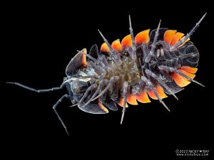 Armadillidae - Merulanella sp. Ember Bee