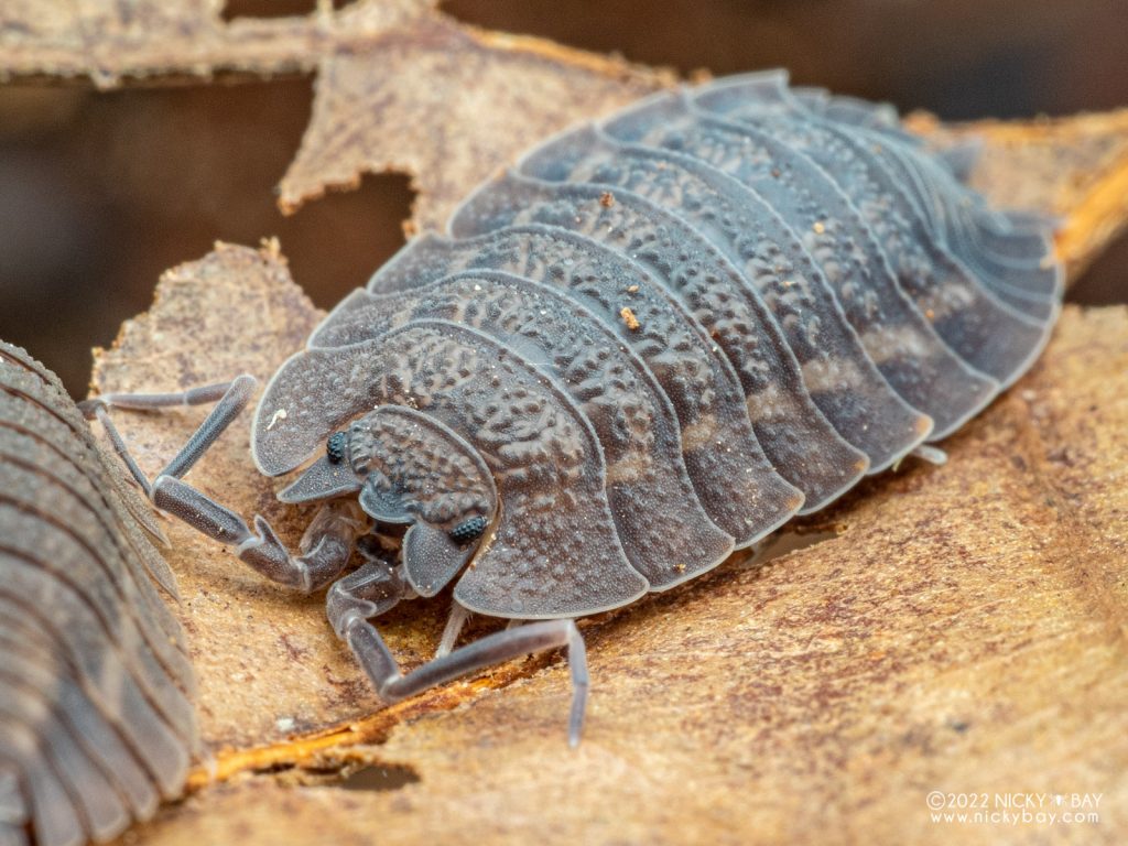 Trachelipodidae - Trachelipus cf rhinoceros