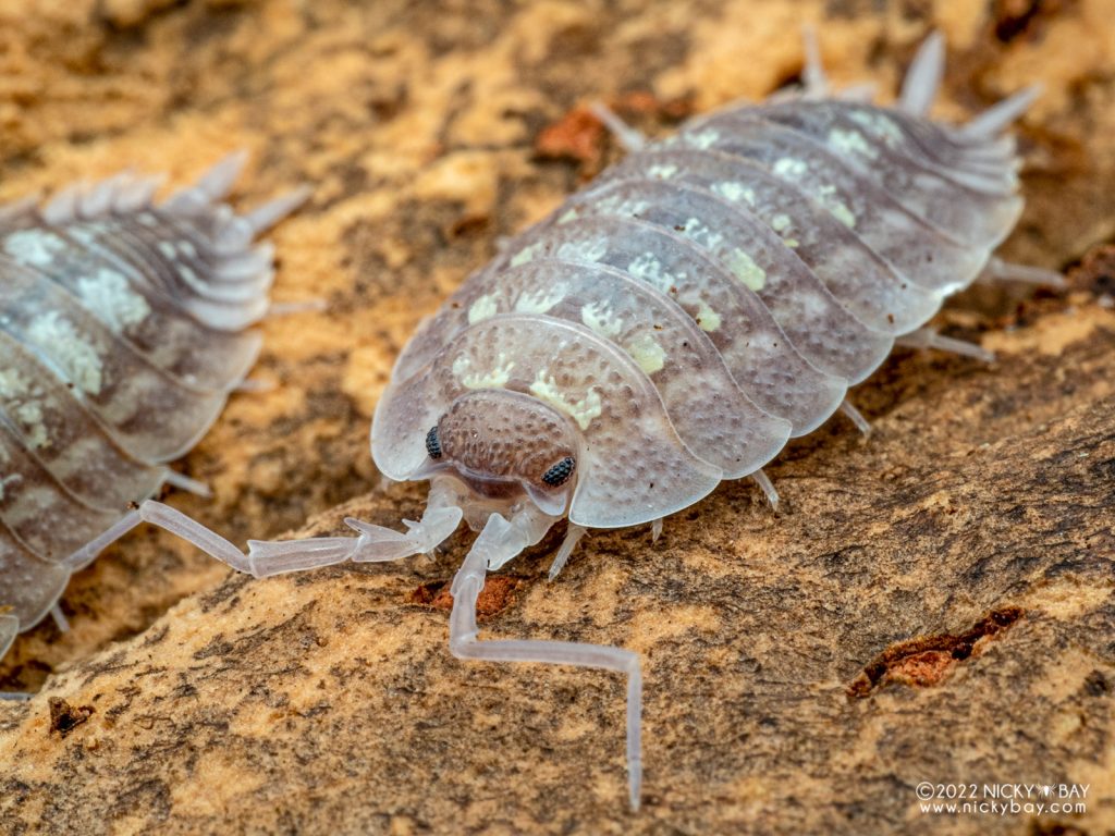 Porcellionidae - Porcellio nicklesi Tang