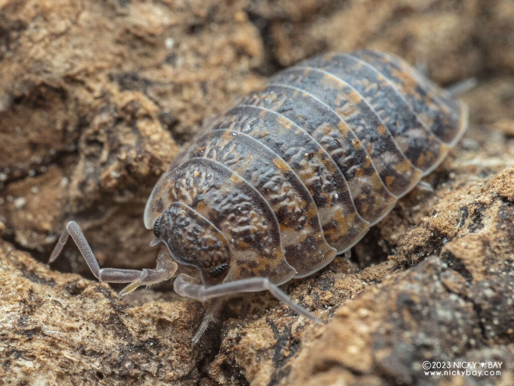 Trachelipodidae - Trachelipus rathkii Ada