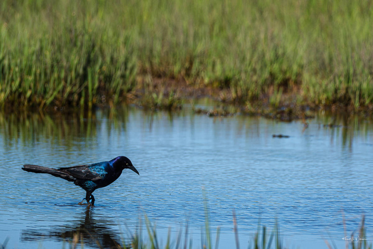 Boat-tailed Grackle (Quiscalus major)