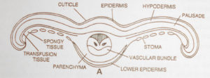 TS of leaf of Cycas