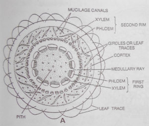 T.S of Stem of cycas