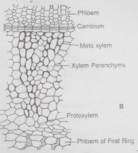 T.S of Stem