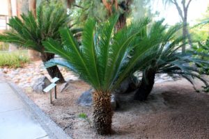 Cycas plant