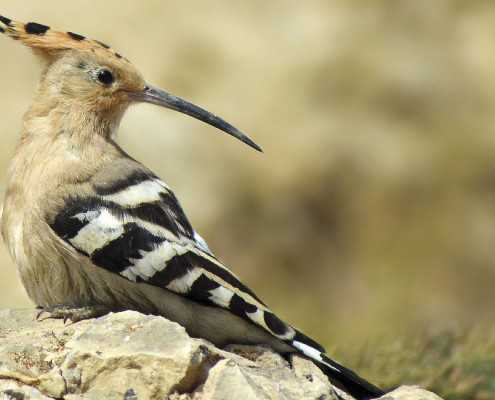 hoopoe