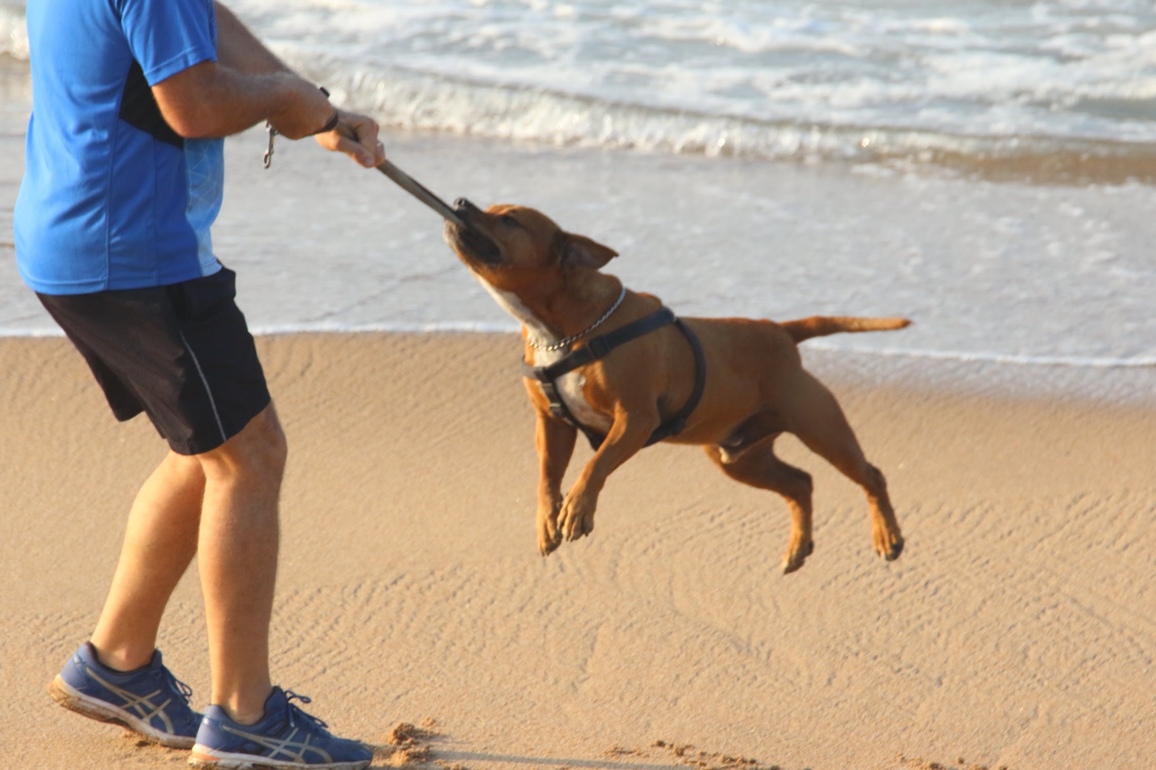 The dog plays on the beach photo