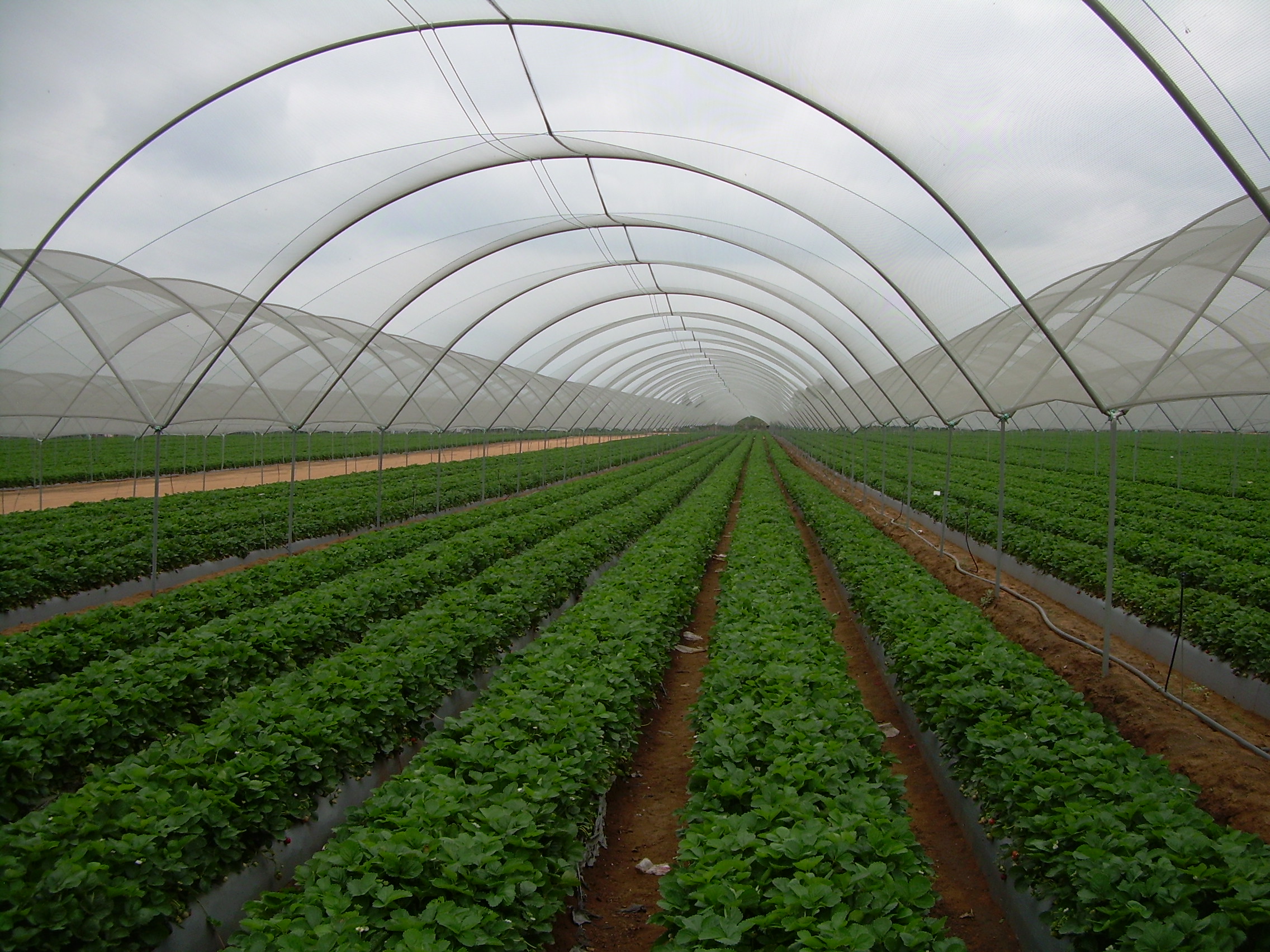 Haygrove Tunnels (Shade net structures) | Haygrove South Africa