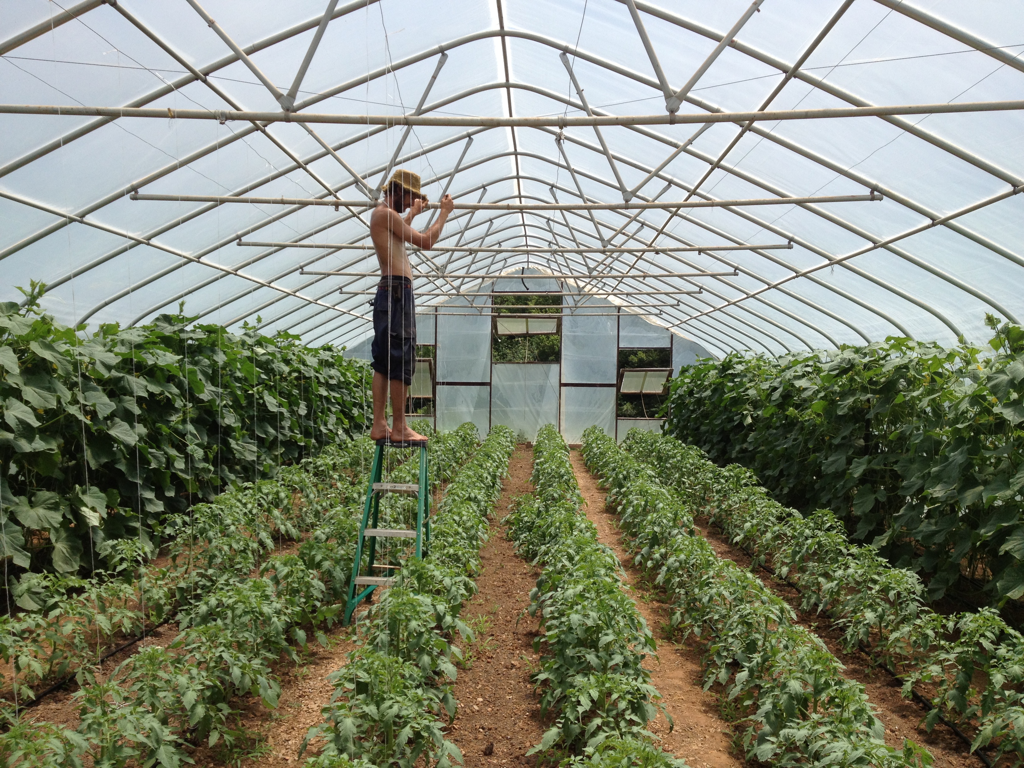 Tunnel farming photo