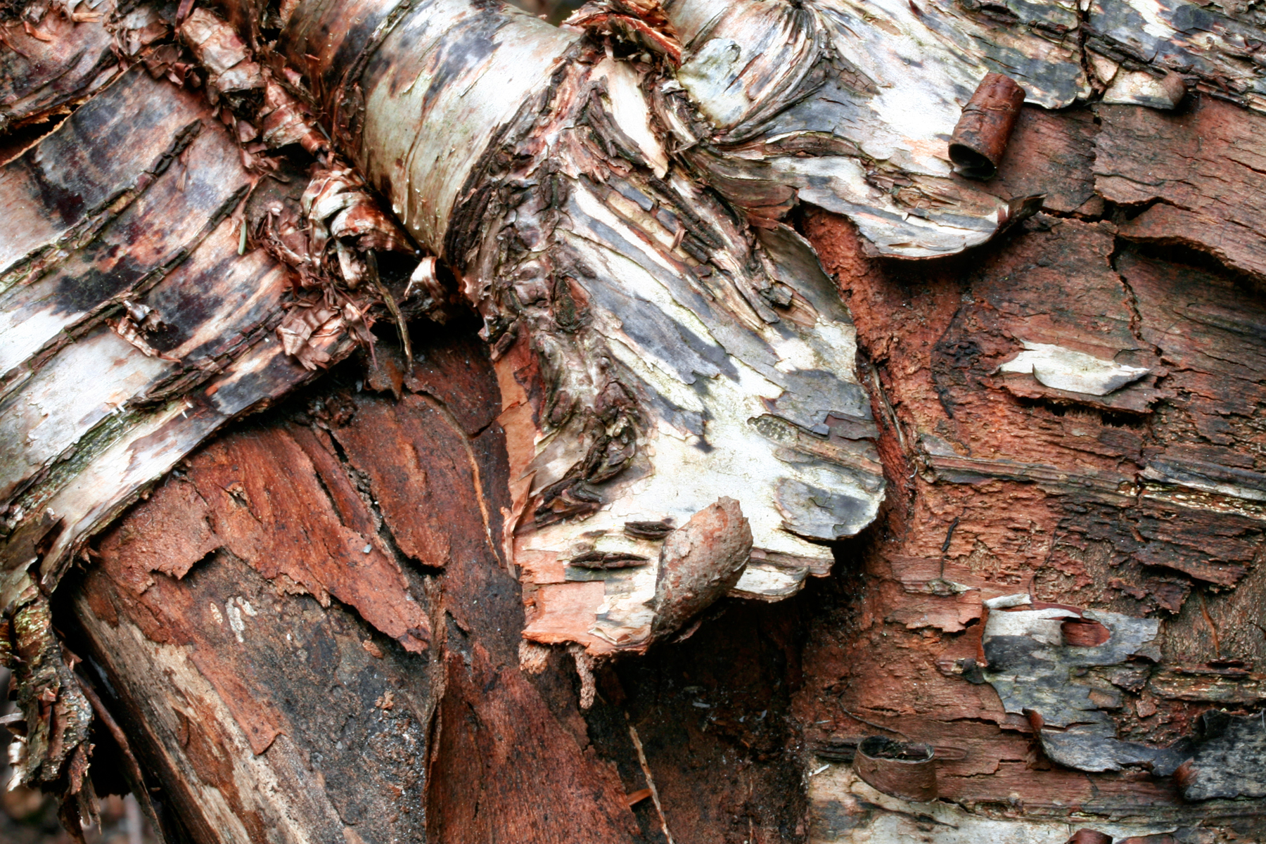 Wood bark texture photo