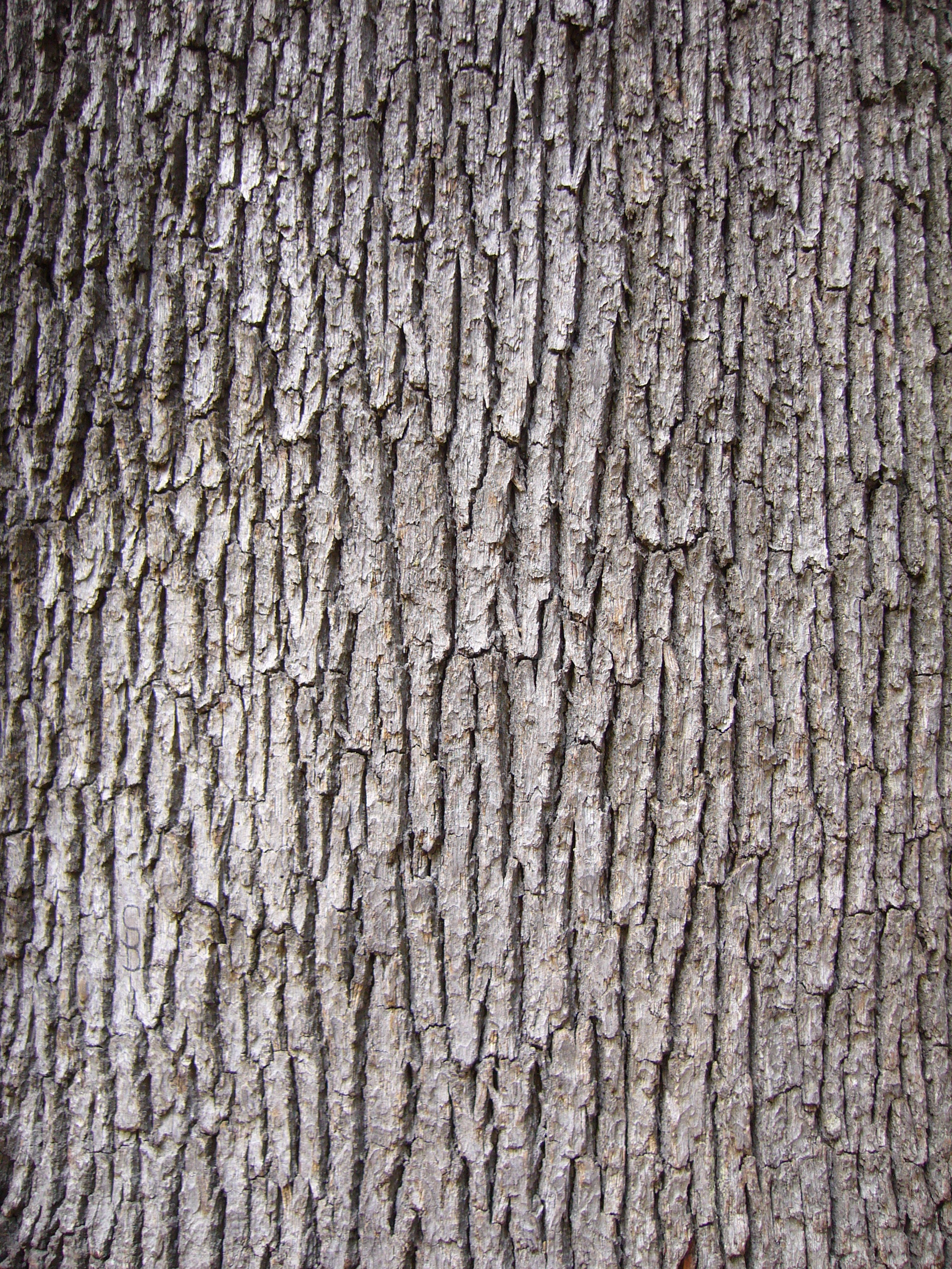 Wood bark texture photo