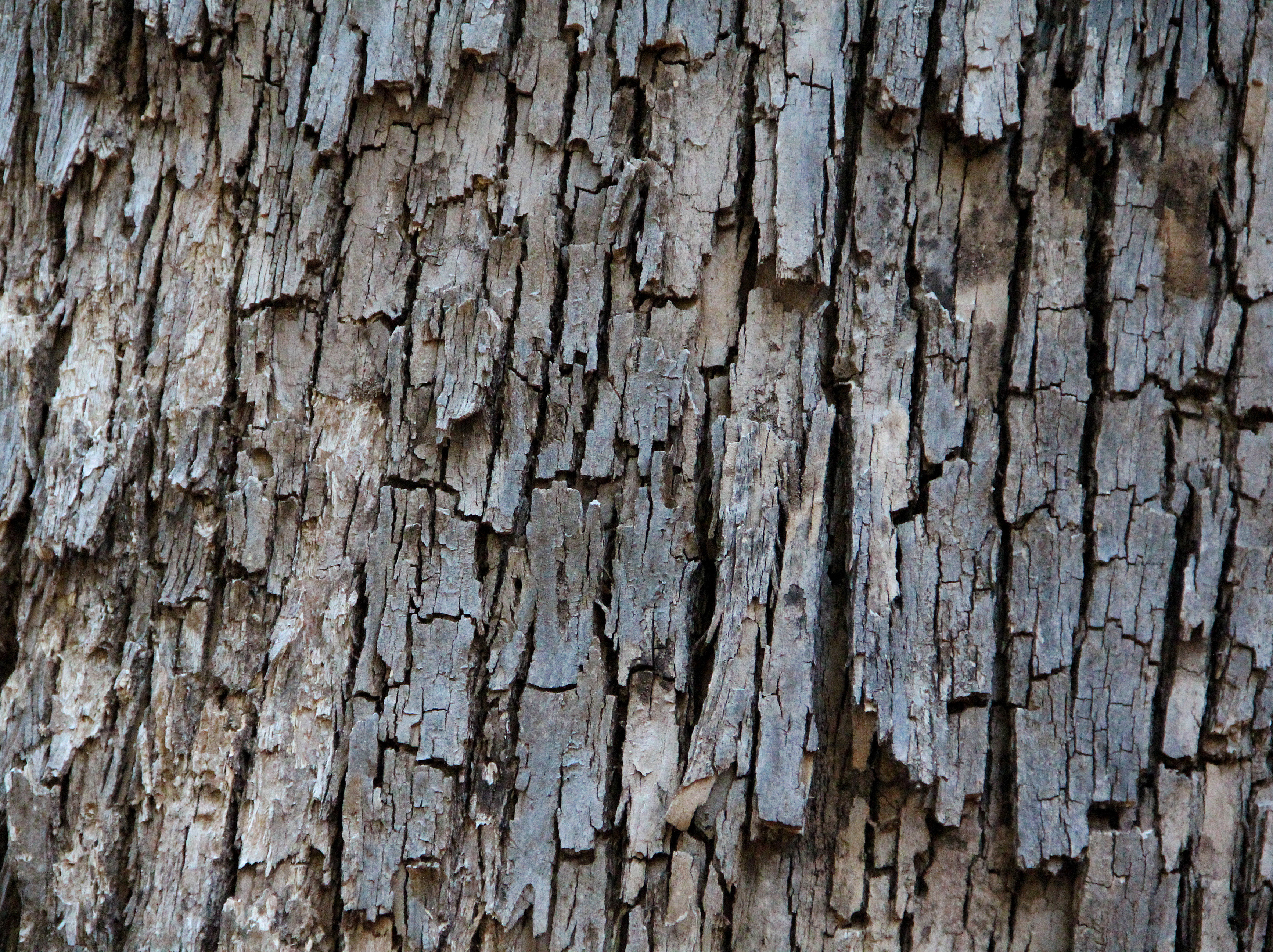 Wood bark texture photo