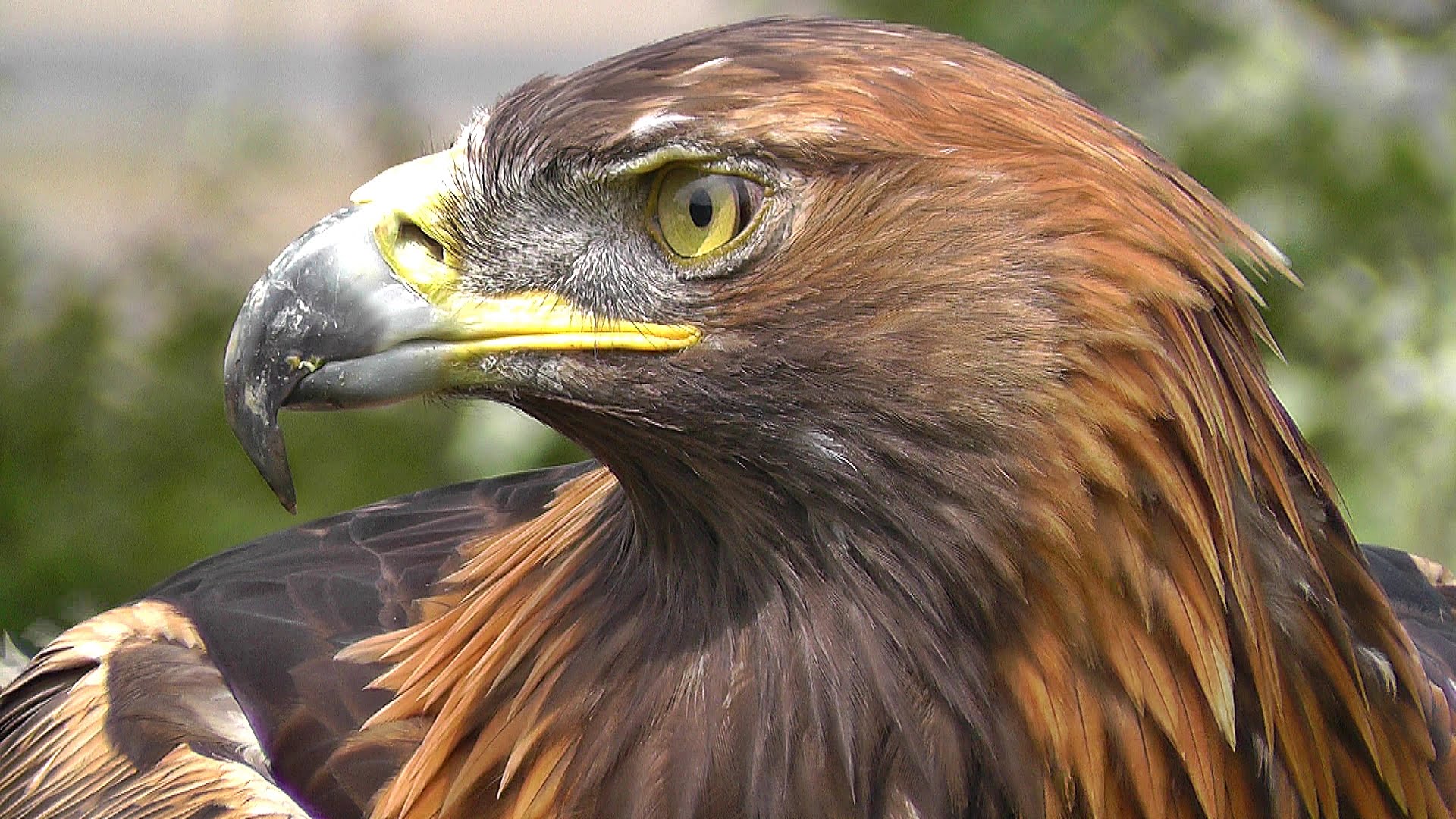 Golden eagle photo