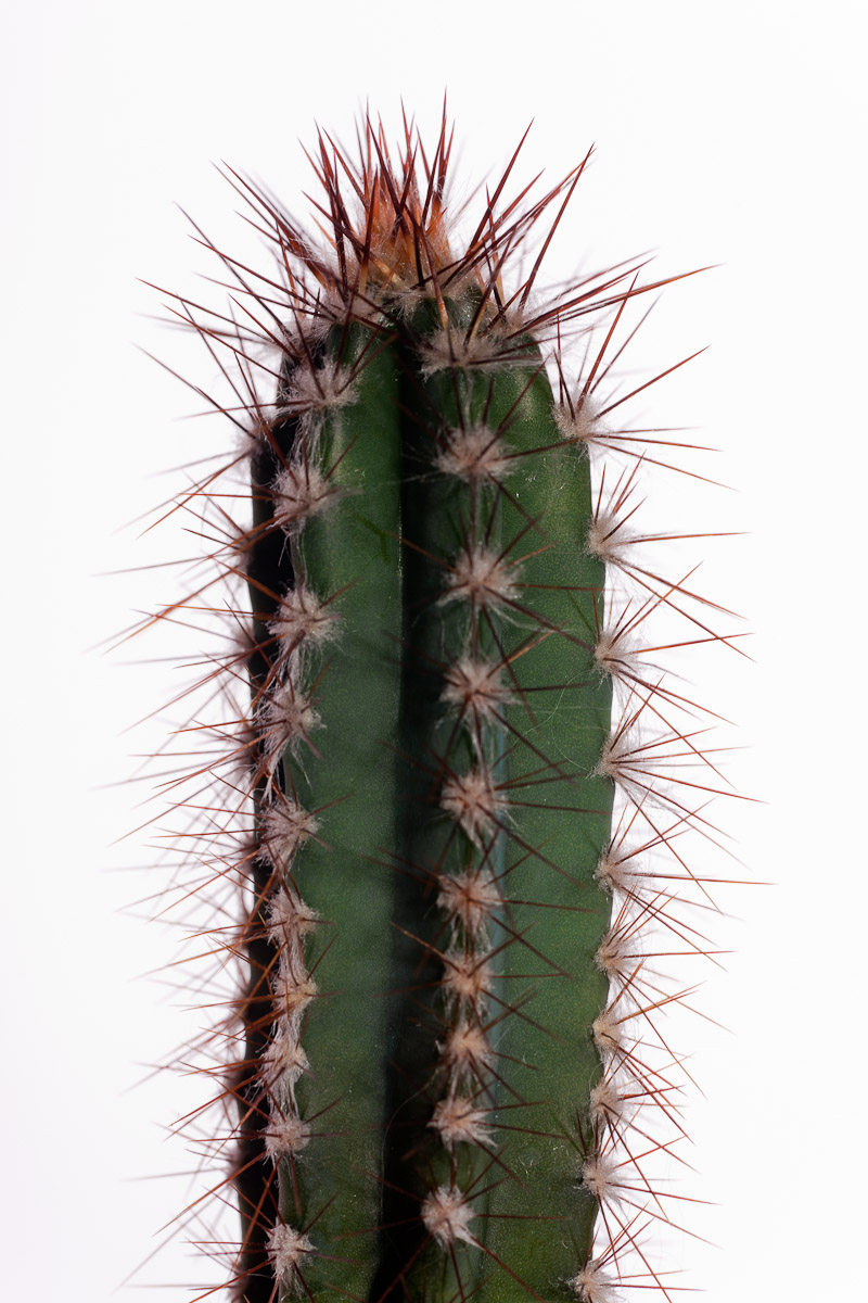 Cactus photo